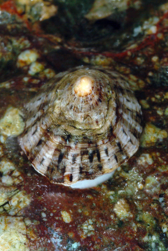 Patella rustica